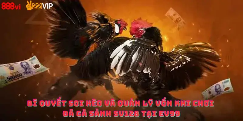 Bí quyết soi kèo và quản lý vốn khi chơi đá gà sảnh SV128 tại Ev99