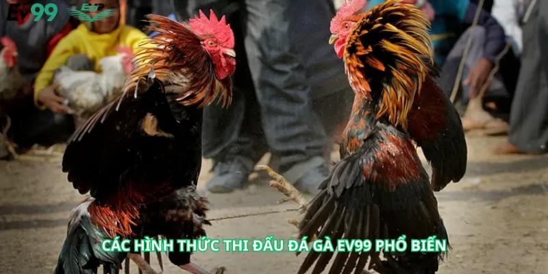 Các hình thức thi đấu đá gà Ev99 phổ biến