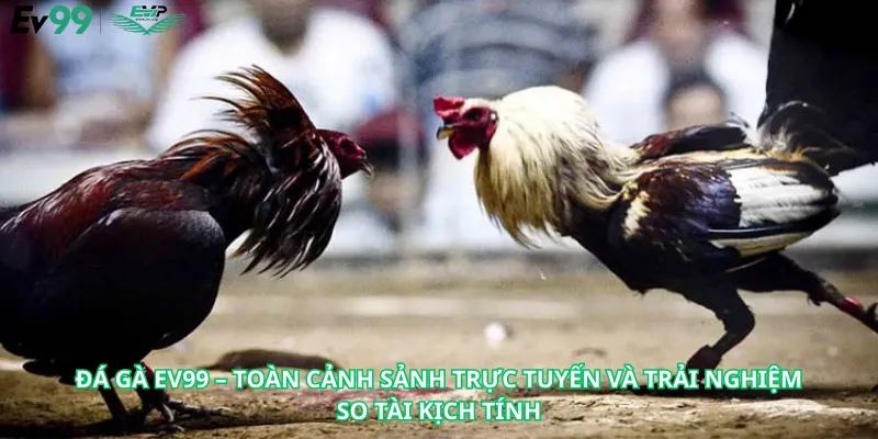 Đá Gà Ev99 – Toàn Cảnh Sảnh Trực Tuyến Và Trải Nghiệm So Tài Kịch Tính