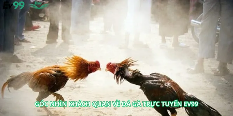 Góc nhìn khách quan về đá gà trực tuyến Ev99